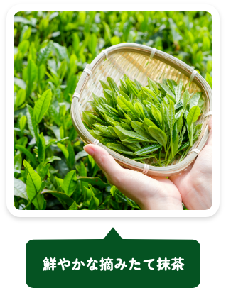 鮮やかな摘みたて抹茶